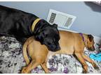 Shyla American Pit Bull Terrier Young Female