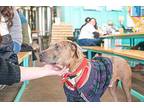 Boo Catahoula Leopard Dog Adult Male