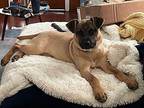 Chestnut Black Mouth Cur Young Female