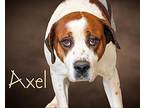 Axel St. Bernard Adult Male