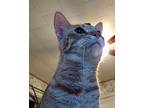 Kai Ann Domestic Shorthair Adult Female