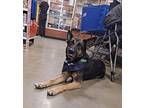 Lucy German Shepherd Dog Adult Female