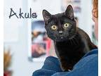 Akula Domestic Shorthair Kitten Female