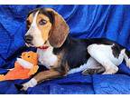 Herbie Smith Beagle Young Male