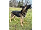 Paloma German Shepherd Dog Senior Female