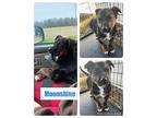 Moonshine Shepherd (Unknown Type) Puppy Male