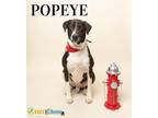Popeye Catahoula Leopard Dog Adult Male