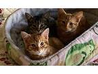 Matasia Domestic Shorthair Kitten Female