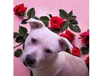 Tommy American Bulldog Young Male
