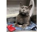 Raymond Russian Blue Adult Male