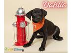 Dahlia Labrador Retriever Puppy Female