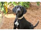 Archie Retriever (Unknown Type) Adult Male