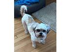 Natalie Shih Tzu Adult Female
