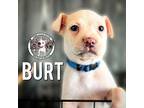 Burt Grace Labrador Retriever Puppy Male
