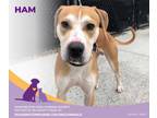 Ham American Pit Bull Terrier Adult Male