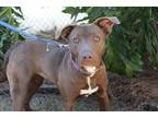Henna Labrador Retriever Adult Female