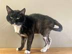 LUCAS Domestic Shorthair Adult Male