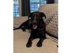 SAM Labrador Retriever Young Female