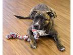 Marble American Pit Bull Terrier Young Male