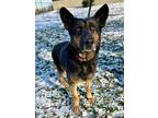 Lilly German Shepherd Dog Adult Female