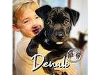Denali Park Cuddly Boy Labrador Retriever Puppy Male