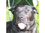 Tuscany Labrador Retriever Young Female