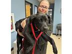 Doby Labrador Retriever Puppy Male
