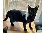 Red Domestic Shorthair Kitten Male