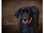 Chewie Labrador Retriever Senior Male