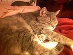 KITTY MRS. BIGGS Domestic Mediumhair Adult Female