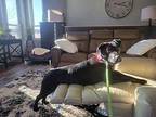 Moxie Labrador Retriever Young Female