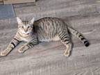 Keanu Domestic Shorthair Kitten Male