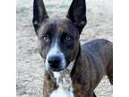 Adopt Pacific a Australian Kelpie, Shepherd