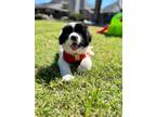 Rojo Great Pyrenees Puppy Male