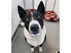 Pepper Border Collie Senior Female