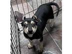 Granger Chihuahua Puppy Male