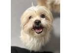 Casper Shih Tzu Adult Male