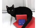 Herbie Domestic Shorthair Young Male