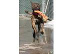 Mason American Pit Bull Terrier Young Male