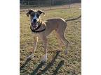 Cooper Great Dane Puppy Male