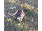 Mark Jack Russell Terrier Puppy Male