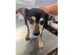 Simon Miniature Pinscher Male