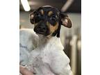 Annie Rat Terrier Puppy Female