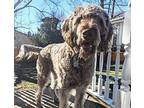 MILO MAGOO Golden Retriever Adult Male