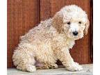 PUPPY HAPPY HOSS Golden Retriever Puppy Male