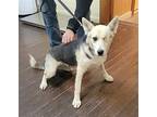 Gracie Brown German Shepherd Dog Adult Female