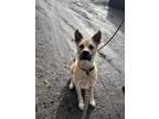 Snowplow Akita Adult Male