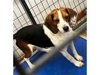 Hugo Beagle Young Male