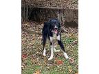 Jupiter Australian Shepherd Young Female