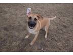 Kevin Shepherd (Unknown Type) Puppy Male